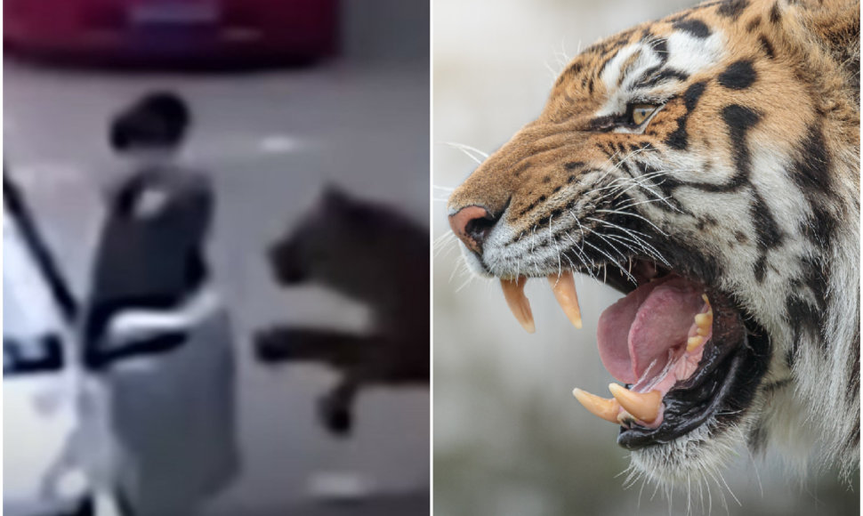 Zoologijos sode tigras sudraskė savo dukrą gelbėjusią moterį