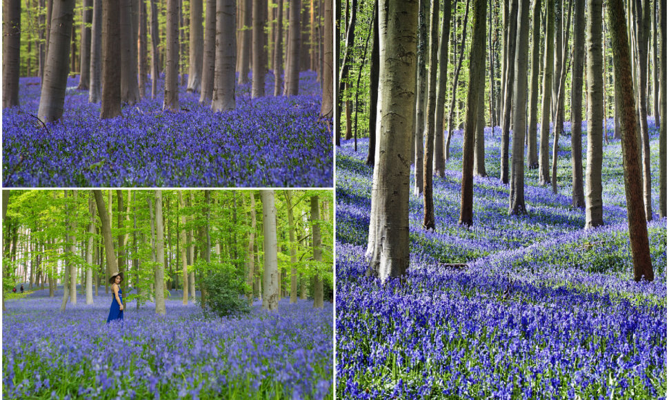 „Mėlynasis miškas“, Belgija
