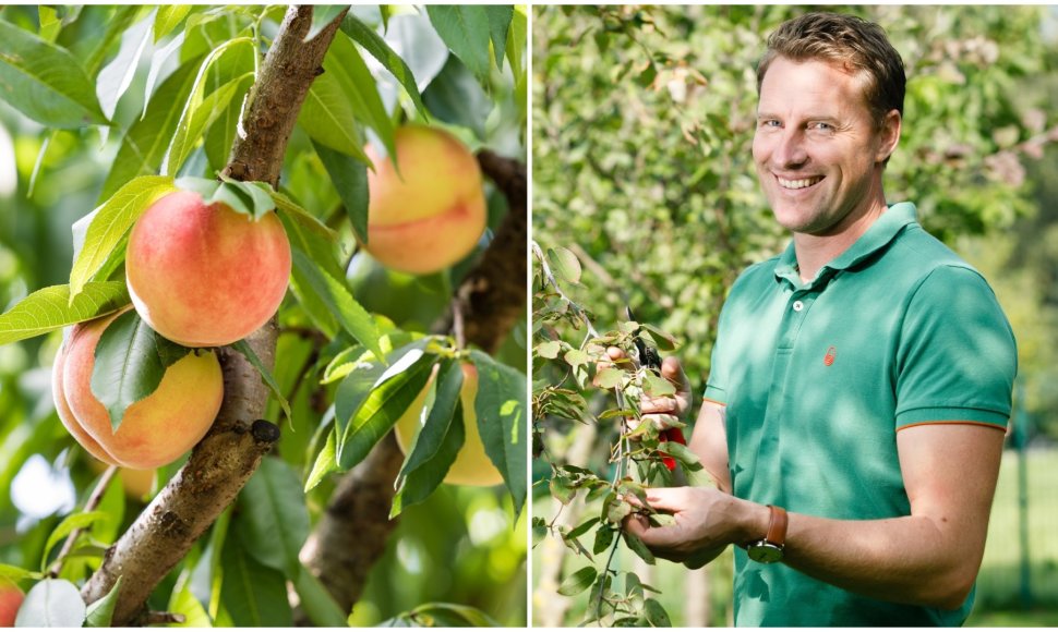 Tautvydas Gurskas pasidalino, kaip auginti persikus ir abrikosus