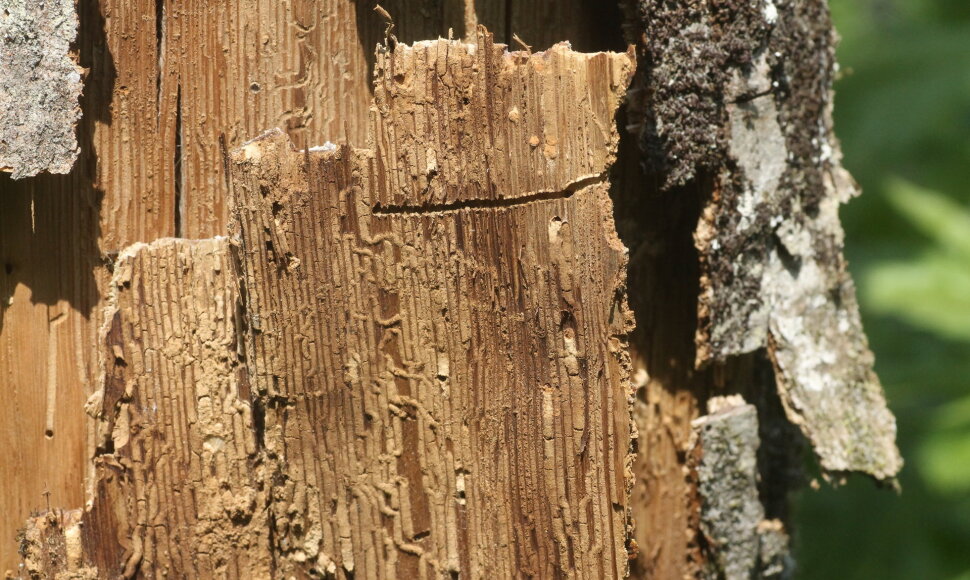 Scolytus carpini &ndash; skroblinis balangraužis