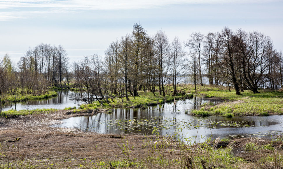 Krokų lanka