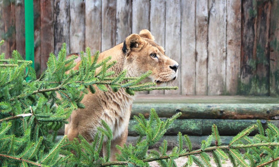 „Žiemos sodų savaitė“ Lietuvos zoologijos sode