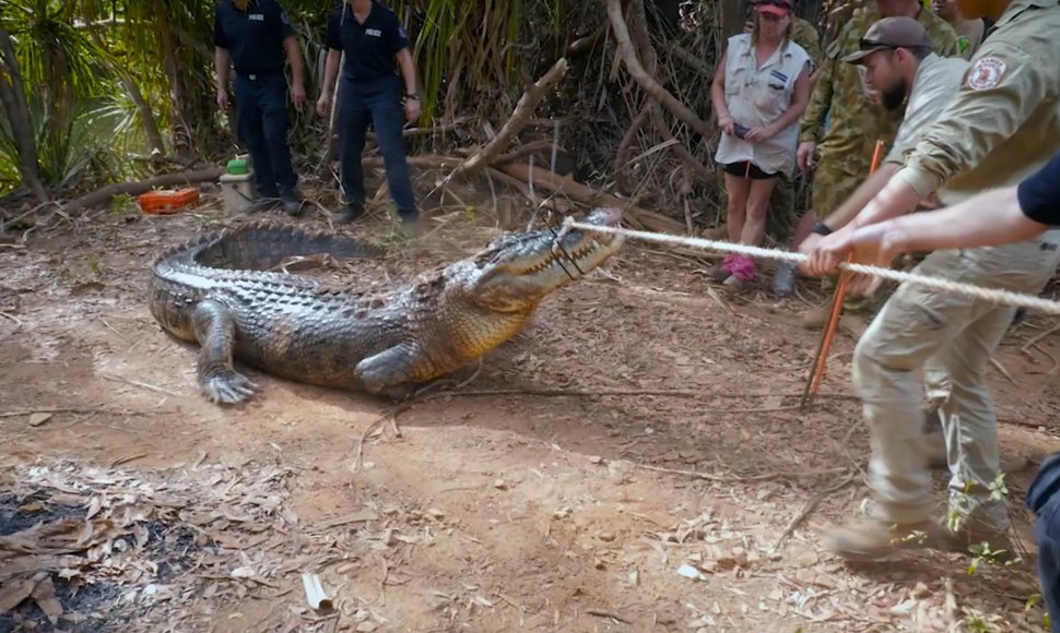 Australijos policija sugavo didžiulį galvijus puldinėjusį krokodilą