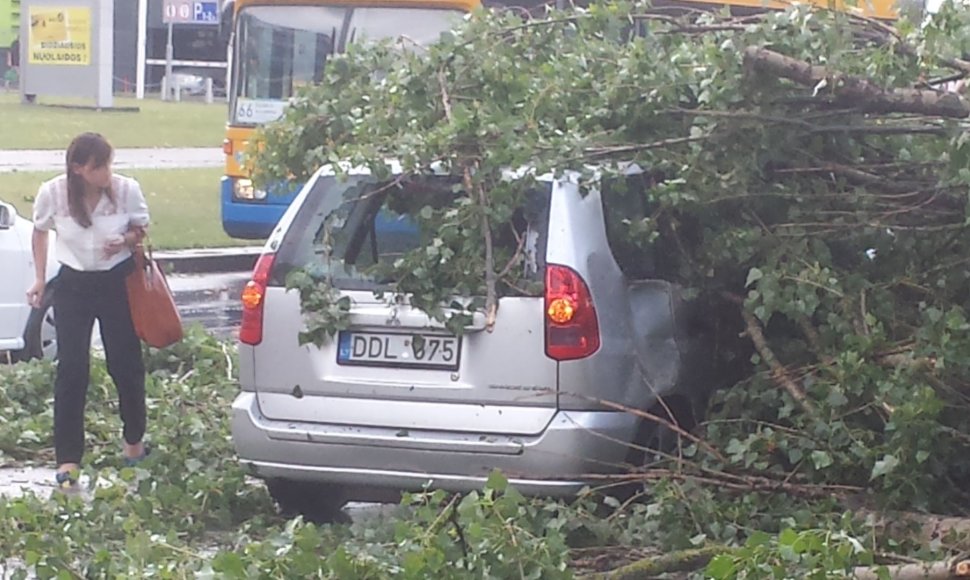 Žirmūnuose medis prispaudė automobilį