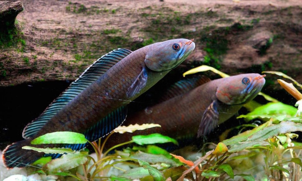 Šios žuvys gali sausumoje išgyventi iki keturių dienų