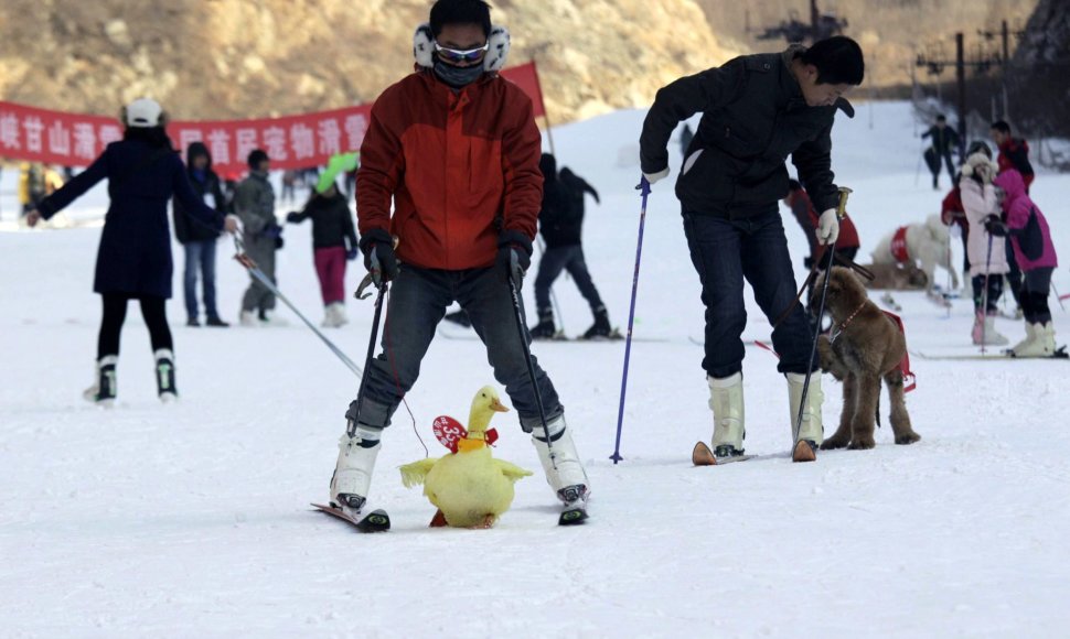 Slidinėjimo varžybos su gyvūnais Kinijoje