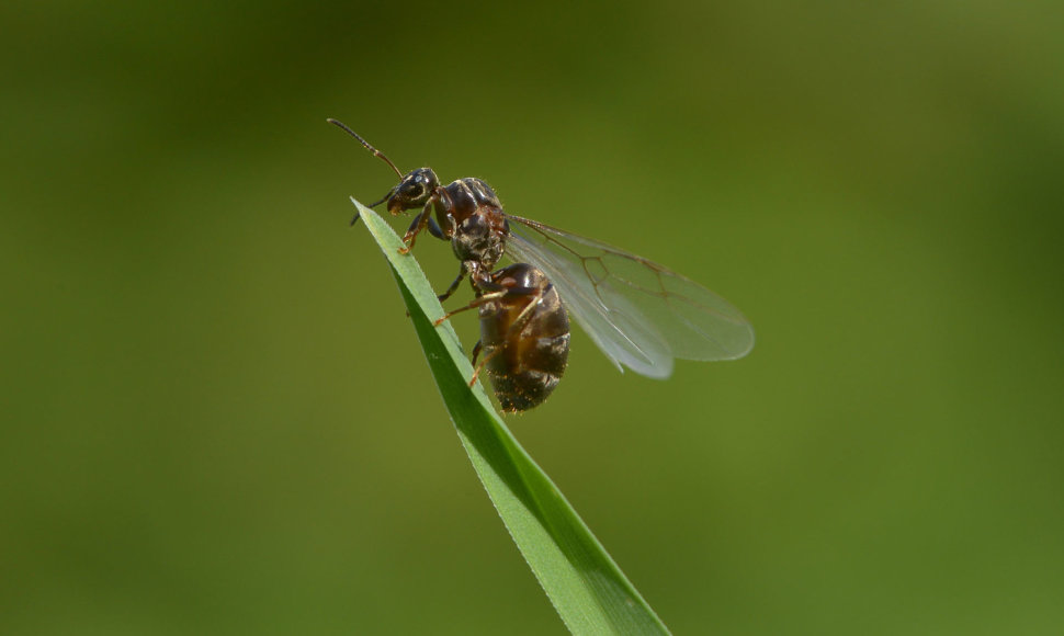 Vabzdys ant žolės