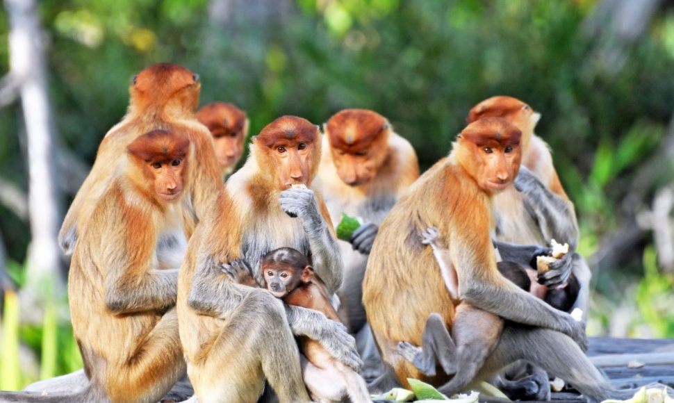 Beždžionės Borneo saloje