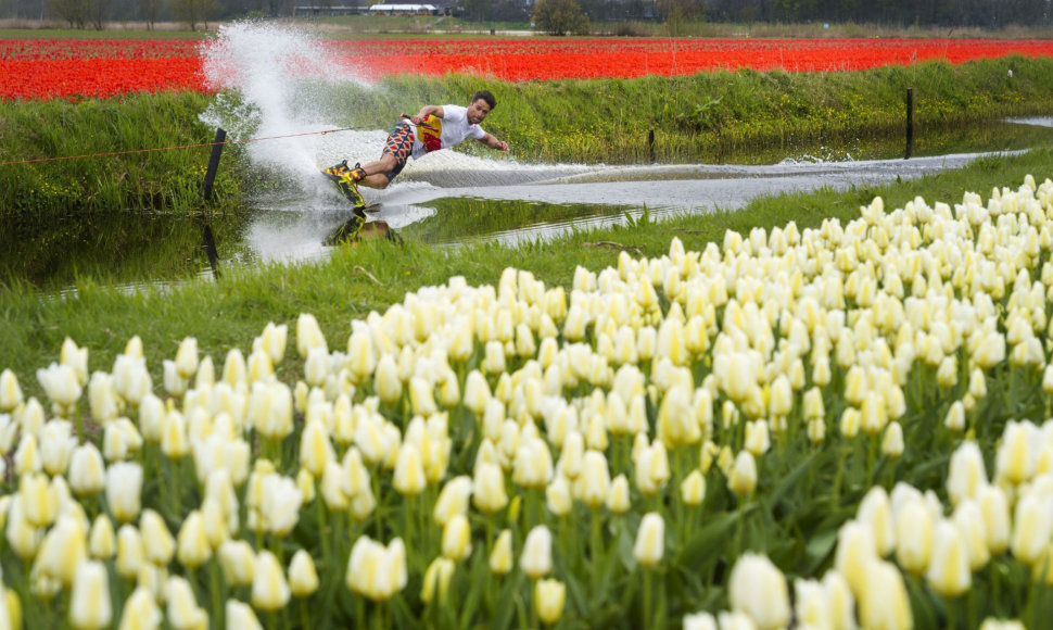 Vandenlentininkas Nyderlanduose plaukia kanalu šalia tulpių lauko.
