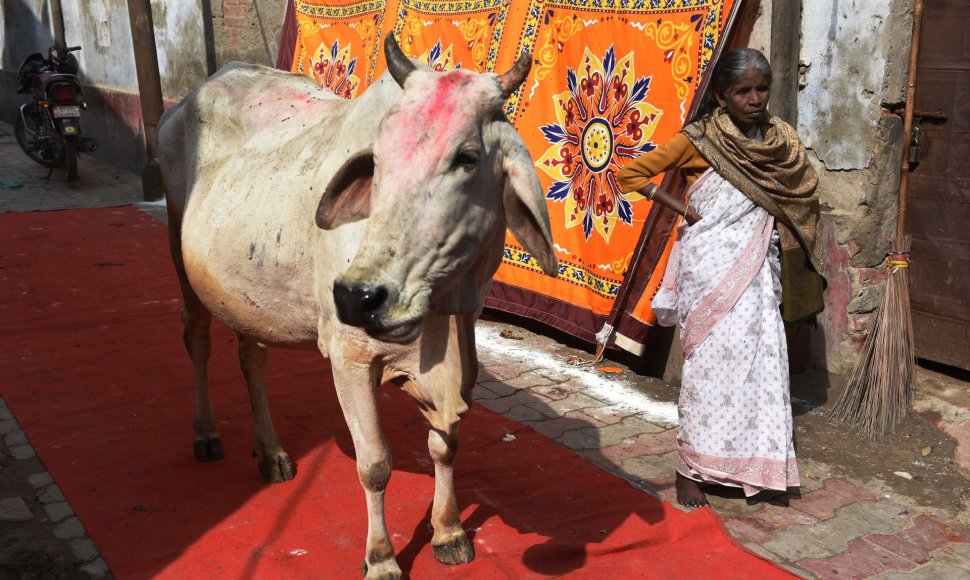 Karvė Indijoje