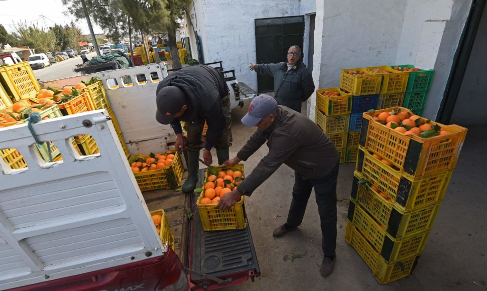 Apelsinų derlius Tunise 