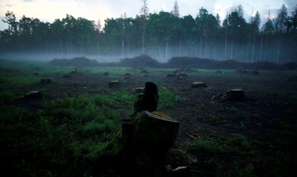 Pirmykštę Belovežo girią Lenkijoje retina medkirčiai dėl medžius užpuolusios kinivarpos 