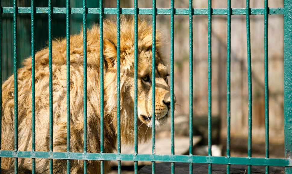 Liūtai zoologijos sode