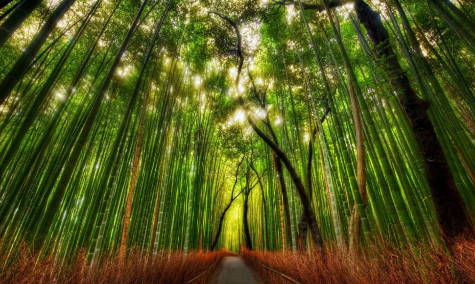 Sagano bambukų slėnis