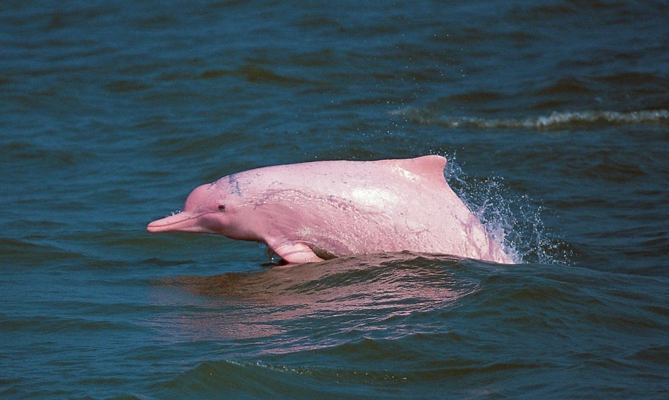 Rožinis delfinas