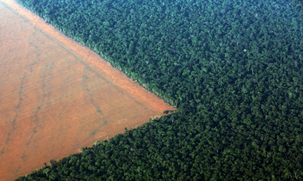 Iškirstų atogrąžų miškų plotai paruošti sojų pupelių plantacijoms