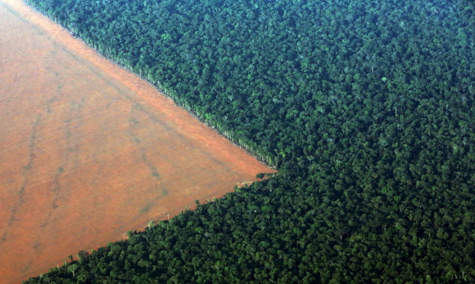 Iškirsti atogrąžų miškai Brazilijoje