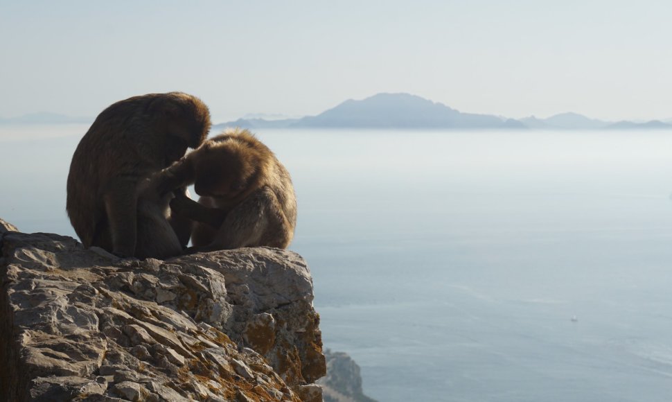 Gibraltaro kalno beždžionės – vienintelės, gyvenančios laisvėje visoje Europoje.
