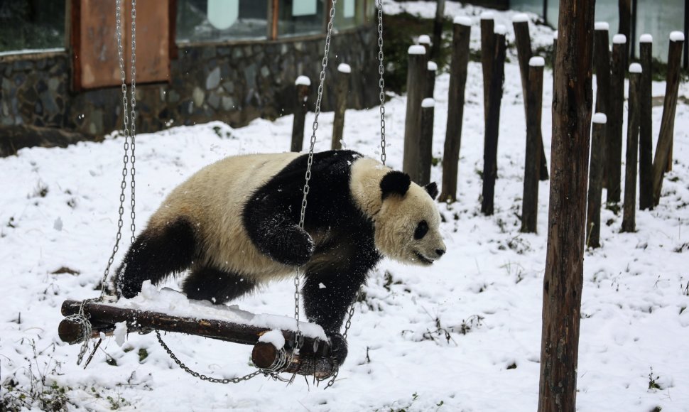 Didžioji panda ant sūpynių