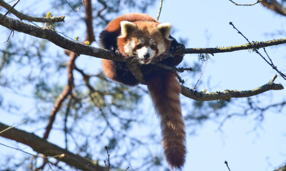 Mažoji panda Švedijos Nordens Ark zoologijos sode.