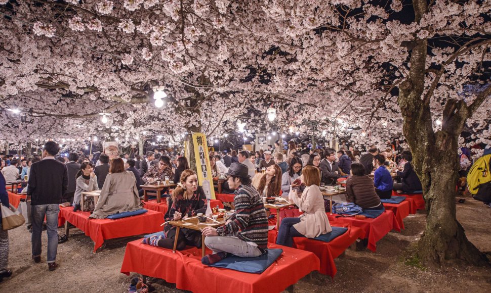 Kiote žydinčios sakuros sutraukia minias japonų ir turistų