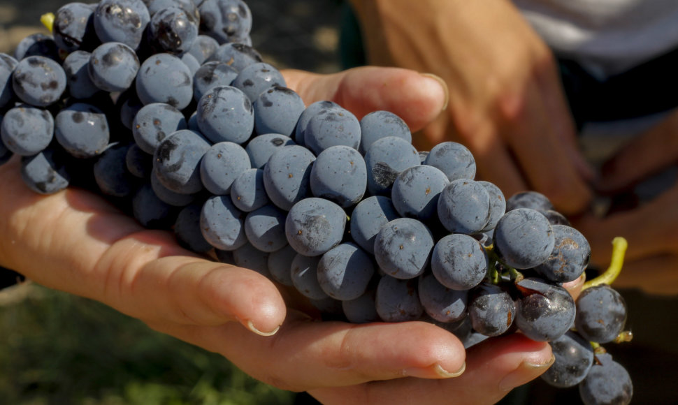 Iš Toskanoje auginamų vynuogkių gamiansm Chianti vynas