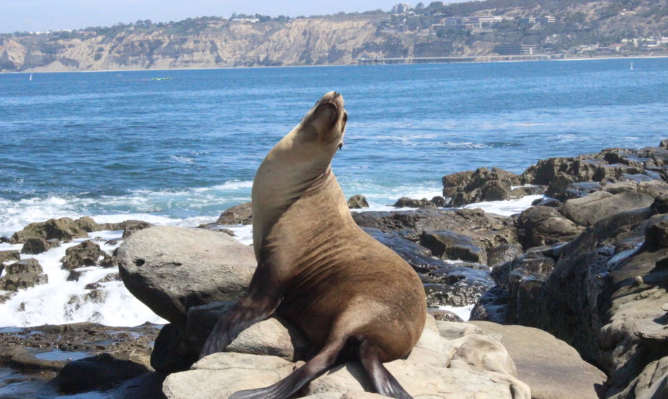 La Jolla rajono žymiausi gyventojai – ruoniai