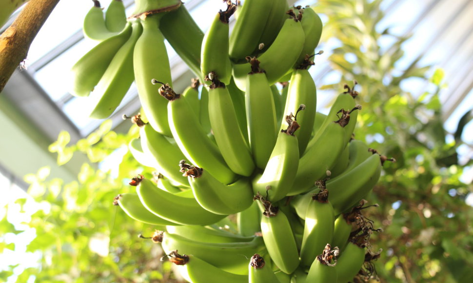 Kretingos muziejaus Žiemos sode ėmė nokti bananai.