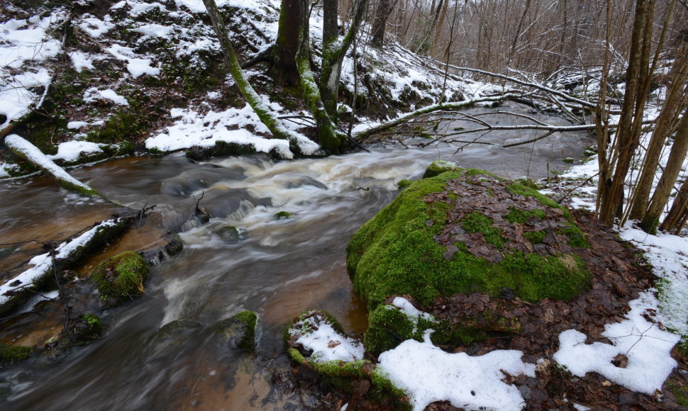 Čekonės upelis, dešinysis Neries intakas po pirmojo šių metų sniegelio.
