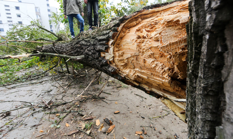 Išlaužtas medis Konarskio gatvėje
