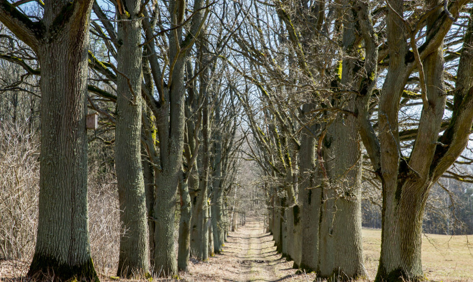 Vilkyškių ąžuolų alėja