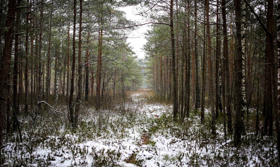 Ilgesingas Varnikų šauksmas: pasigrožėti šlapiu sniegu apdribusia gamta