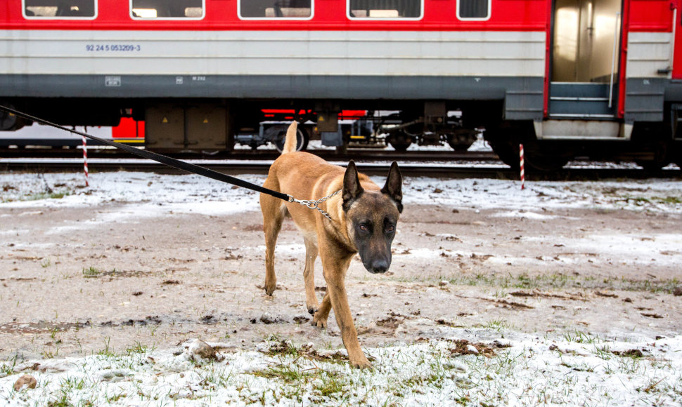 Kinologas su tarnybiniu šunimi ieško sprogmenų