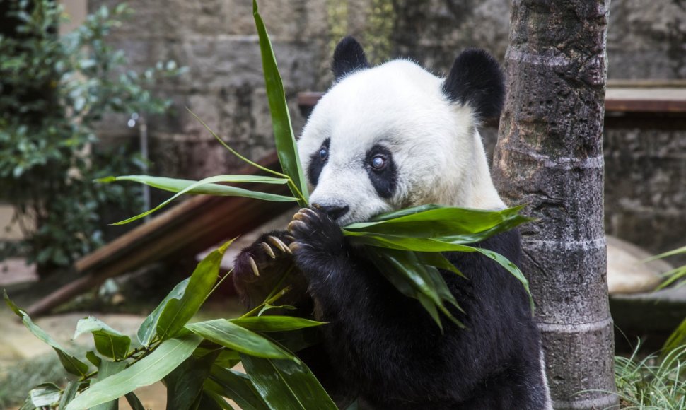Kinijoje gyvenanti didžioji panda Basi šventė 35 metų gimtadienį