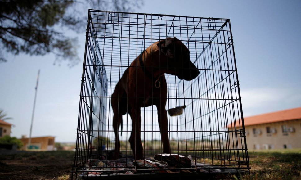 Tarptautinė šunų paroda Izraelyje