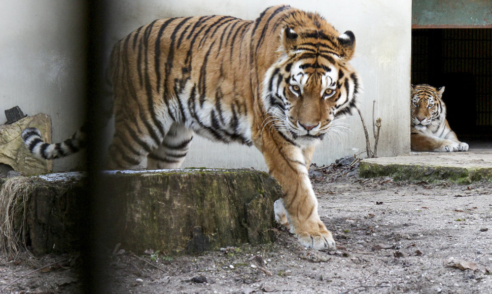 Pavasarį Lietuvos zoologijos sode – meilės metas