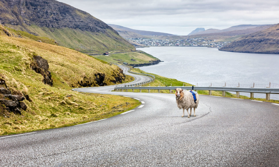 Farerų salų avys
