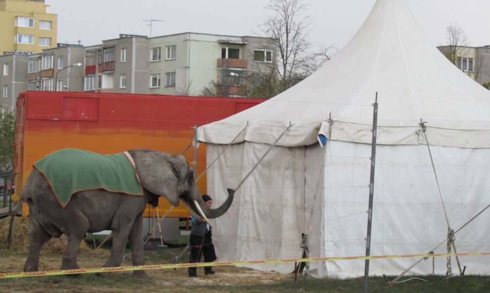 Šiaulių cirke – gyvūnų laikymo pažeidimai