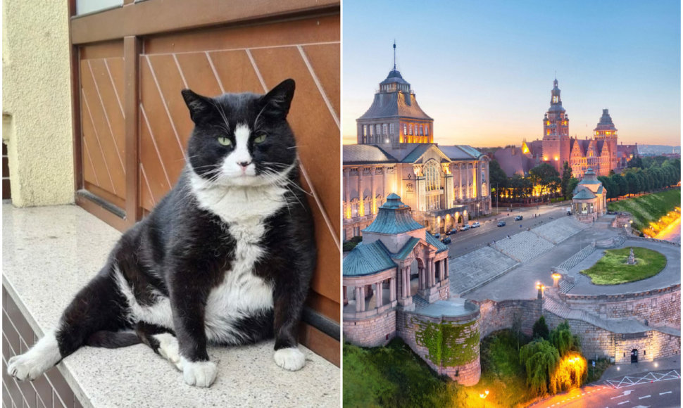 Katinas Gacekas tapo geriausiai vertinama turistų atrakcija Lenkijos Ščecino mieste