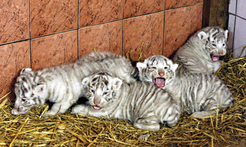 Baltosios tigrės Jūratės mažyliai