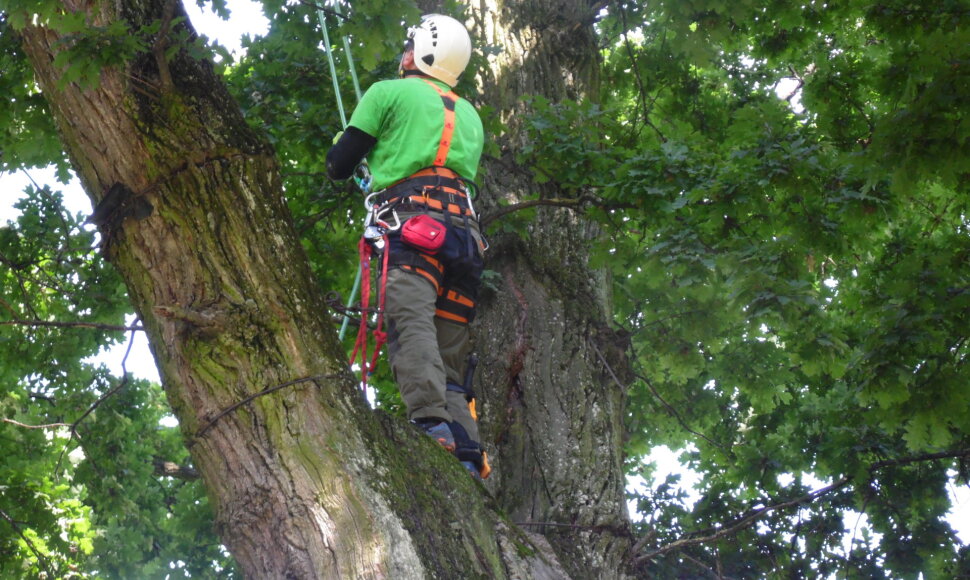 Arboristų darbo vieta &ndash; medžiai