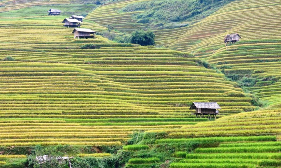 Ryžių terasos Mu Cang Chai regione Vietname