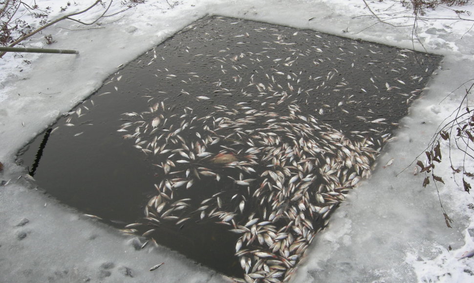 Po ledu dūsta žuvys