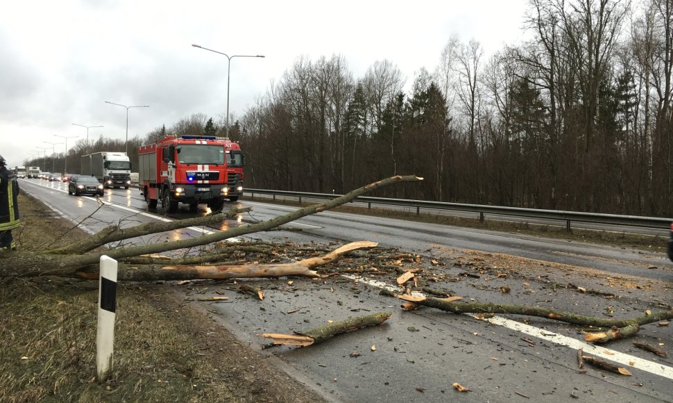 Dėl vėtros medis užtvėrė kelią autostradoje Kaunas–Vilnius