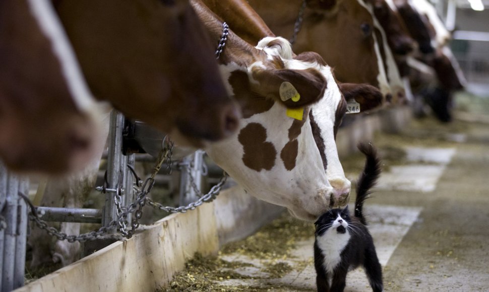 Katė meilinasi karvėms fermoje Kvebeke