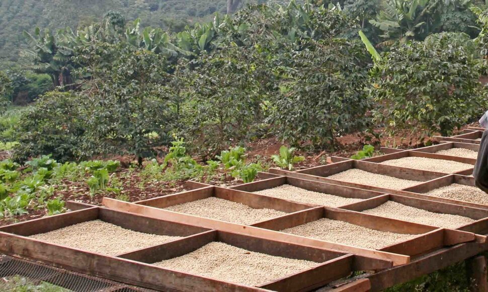 &bdquo;Nescaf&eacute;&ldquo; jau pranoko 2025 m. regeneracinės žemdirbystės užmojus: ekspertų įžvalgos, kodėl svarbu toliau ją skatinti