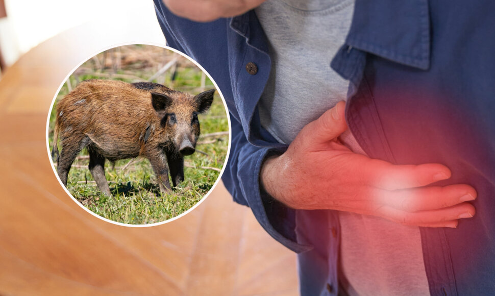 Laukinės kiaulės paragauti užsimanęs vyras pasigavo gyvybei pavojingą infekciją