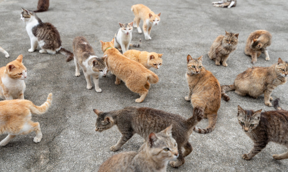 Aošima – kačių sala Japonijoje