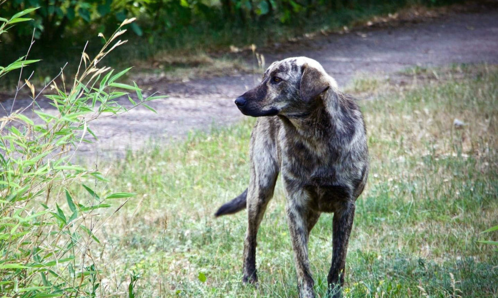 Černobylio šuo