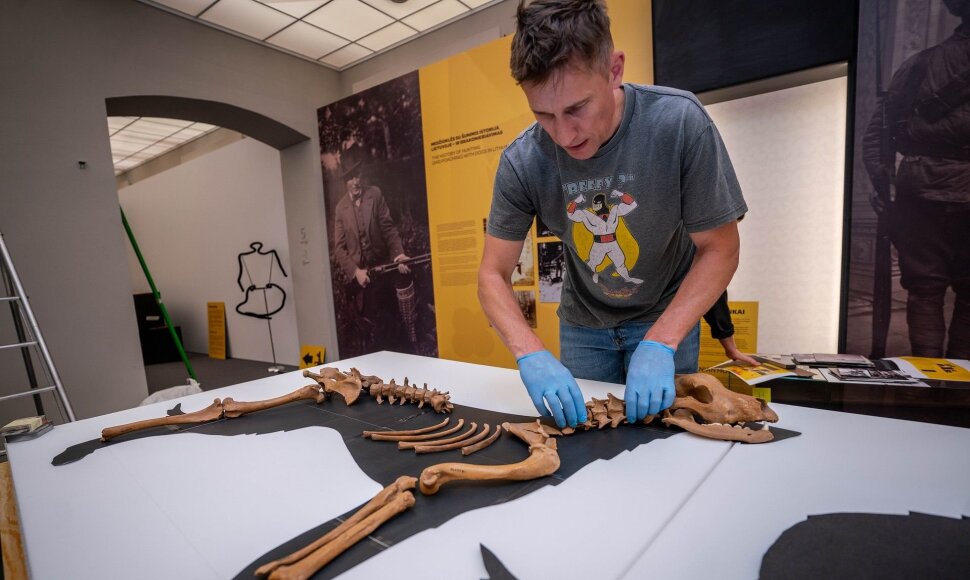Archeologas P.Blaževičius įrenginėja parodą &bdquo;Istorija vizgina uodegą&ldquo;
